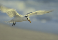 2nd Place Color A Print Open – Royal Tern by Owen Erlich 2nd Place Color A Print Open – Royal Tern by Owen Erlich