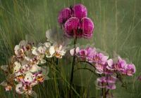 3rd Place Color B Print Open –A Profusion of Orchids by Helen Lambiase 3rd Place Color B Print Open –A Profusion of Orchids by Helen Lambiase