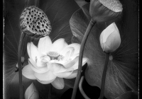Black and White Print: Evolution of a Lotus by Noreen Berthiaume Black and White Print: Evolution of a Lotus by Noreen Berthiaume