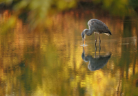 Digital Open - Class AA: Reflection by Owen Erlich Digital Open - Class AA: Reflection by Owen Erlich