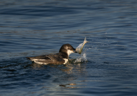 3rd Place Digital A Nature – Munchin’ by Marjorie Lamphear