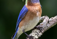 2nd Place Digital AA Nature – Gotta Feed the Babies by Deb Page
