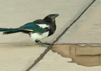 3rd Place Class AA Open – Magpie by Susie Dorr 3rd Place Class AA Open – Magpie by Susie Dorr
