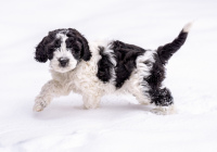 3rd Place Class AA Open – Magpie by Susie Dorr 3rd Place Class AA Open – Magpie by Susie Dorr