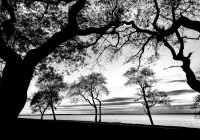 3rd Place B&W Print Open – Beneath the Canopy by Greg Kniseley 3rd Place B&W Print Open – Beneath the Canopy by Greg Kniseley