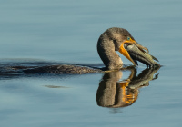 1st Place Digital AA Nature – Cormorant Happy Meal by Susie Dorr 1st Place Digital AA Nature – Cormorant Happy Meal by Susie Dorr