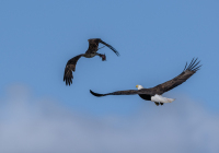 1st Place Digital A Nature – The Chase by Dave DeMarco 1st Place Digital A Nature – The Chase by Dave DeMarco