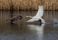 2nd Place Digital A Nature – The Chase Across the Water by Lauren Lambert 2nd Place Digital A Nature – The Chase Across the Water by Lauren Lambert