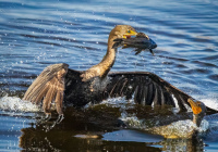 3rd Place Digital AA Nature – Pair of Cormorants by Greg Kniseley 3rd Place Digital AA Nature – Pair of Cormorants by Greg Kniseley