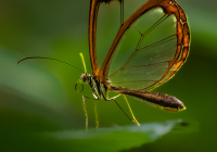 3rd Place Digital A Nature – Glasswing Butterfly by Mike Di Stefano 3rd Place Digital A Nature – Glasswing Butterfly by Mike Di Stefano