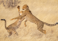 Digital Image Class AA IOY, Nature, Cheetah Clubs Playing by Mary Doo Digital Image Class AA IOY, Nature, Cheetah Clubs Playing by Mary Doo