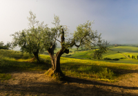 1st Place Class A Open – Looking Down from the Olive Grove by Lorraine Anderson