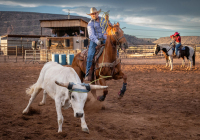 1st Place Color B Print Open – Giddy Up by Stephen Spencer