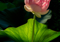 2nd Place Class A Open – Radiant Serenity by Jean Caputo