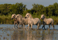 2nd-Place-Class-AA-Open-–-White-Horses-of-Camargue-by-Noreen-Kerrigan