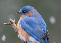 Male Bluebird Male Bluebird