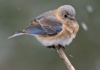 Female Bluebird Female Bluebird
