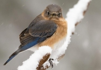 Female Bluebird Female Bluebird