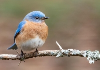 Male Bluebird Male Bluebird