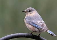 Female Bluebird on Feeder Hook Female Bluebird on Feeder Hook