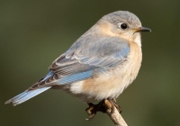 Female Bluebird Female Bluebird