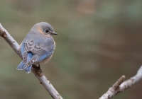 Female Bluebird Female Bluebird