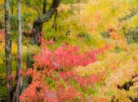 Autumn Impressionism
