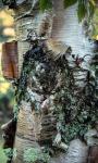 White birch bark by Laura Landen