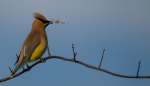 3RD~A~ceder waxwing~Bliss Jaye