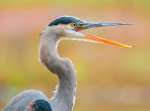 2nd~B~Great Blue Heron~Bernard Kevin