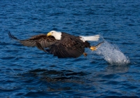 Homer-Eagle-Fishing Homer-Eagle-Fishing
