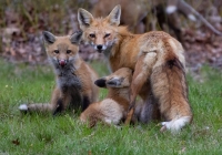 Red-Fox-Feeding-Time Red-Fox-Feeding-Time