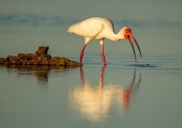 White-Ibis White-Ibis