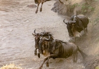 Wildebeest-Migration Wildebeest-Migration