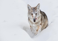 Yellowstone-Coyote Yellowstone-Coyote