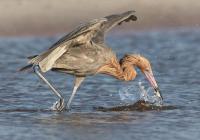 Class AA Nature: "Bubbly Catch" by Susie Dorr Class AA Nature: "Bubbly Catch" by Susie Dorr