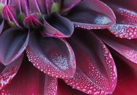 Class B Open: "Early Morning Dew" by Marjorie Lamphear Class B Open: "Early Morning Dew" by Marjorie Lamphear