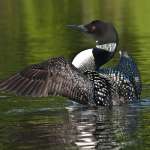 Browning Glenn-Loon Lift Off