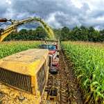 Spendolini Dan-Silage Corn