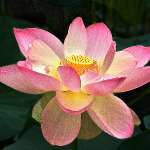 Haley Louise-Lotus Bloom #2