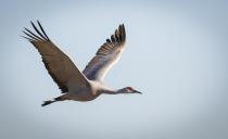 2nd~B~Sandhill Crane in Flight~Karen Johnson-Nieuwendijk