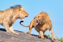 3rd~AA~Roaring Lions~ Karl Zuzarte M D