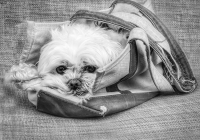 2nd-B&W Noreen-Berthiaume-Puppy-in-a-Purse