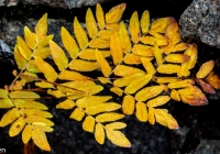 Fern - Karen