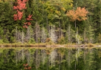Wildlife Pond - Karen