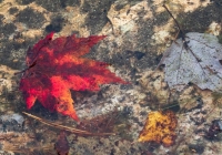 Leaves - Karen