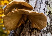 Mushrooms - Karen