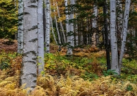 White Birches - Karen