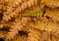 Ferns - Karen