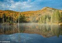 Wildlife Pond 1 - Leslie